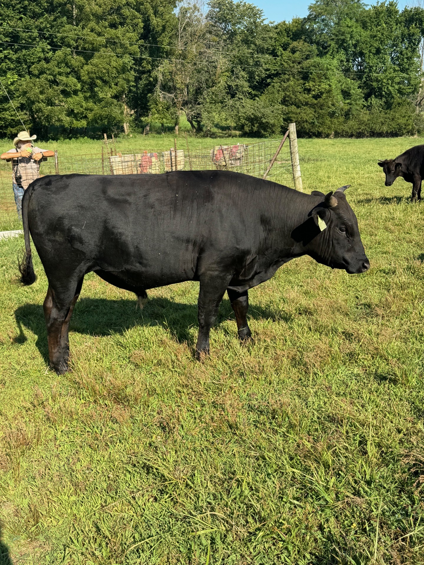 Fullblood Wagyu BULLS, top marbling genetics